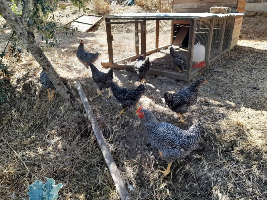 Galos Pedrês Portuguesa