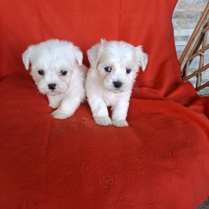 Maltańczyk sunia rodowód +wyprawka