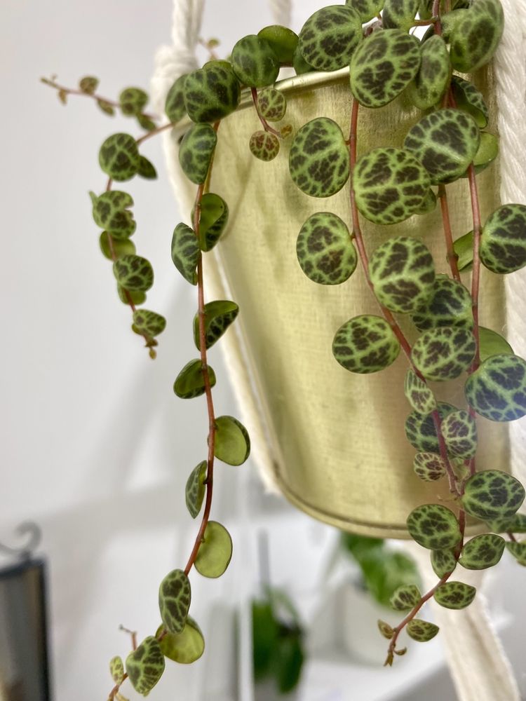 Peperomia prostrata - cięte pędy