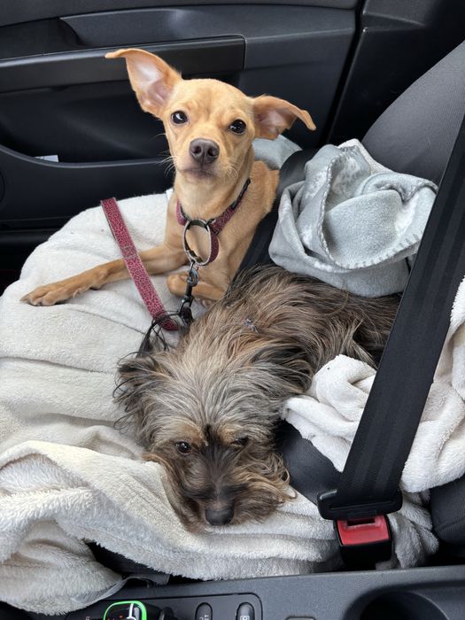 Indywidualna opieka nad psem lub kotem