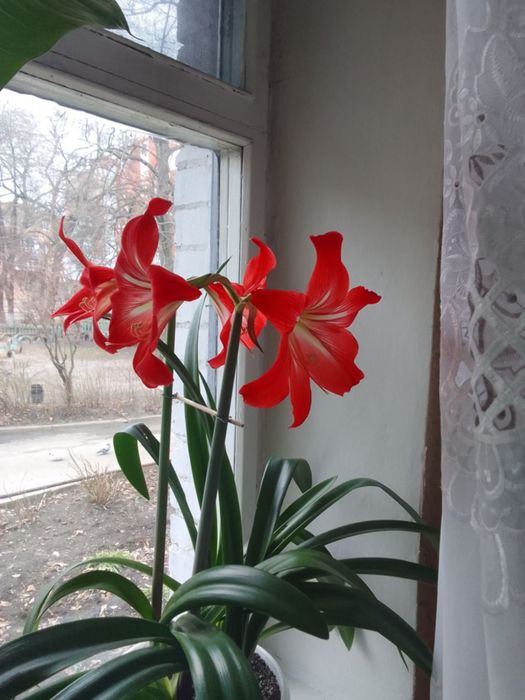 Гіпеаструм дітки