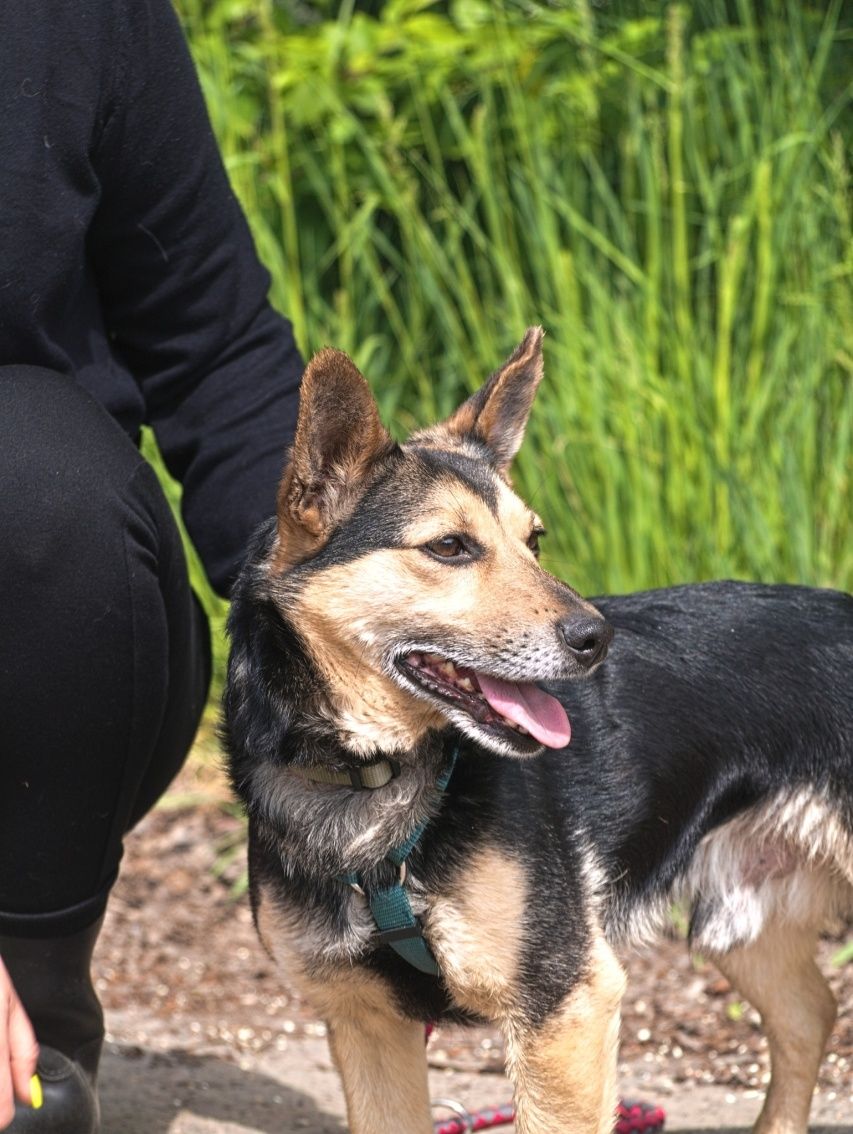 Słodki piesek w typie corgi o dużych uszkach szuka domu