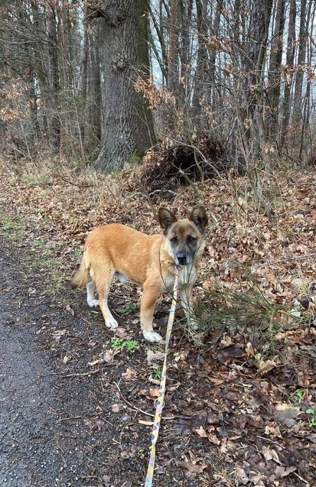 Cichy i spokojny Leoś szuka domu, pies do adopcji