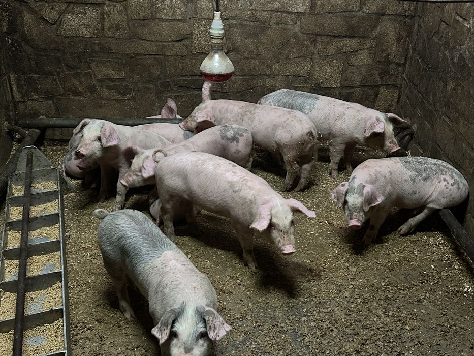 Leitoes bisaros ideal para assar ou criar