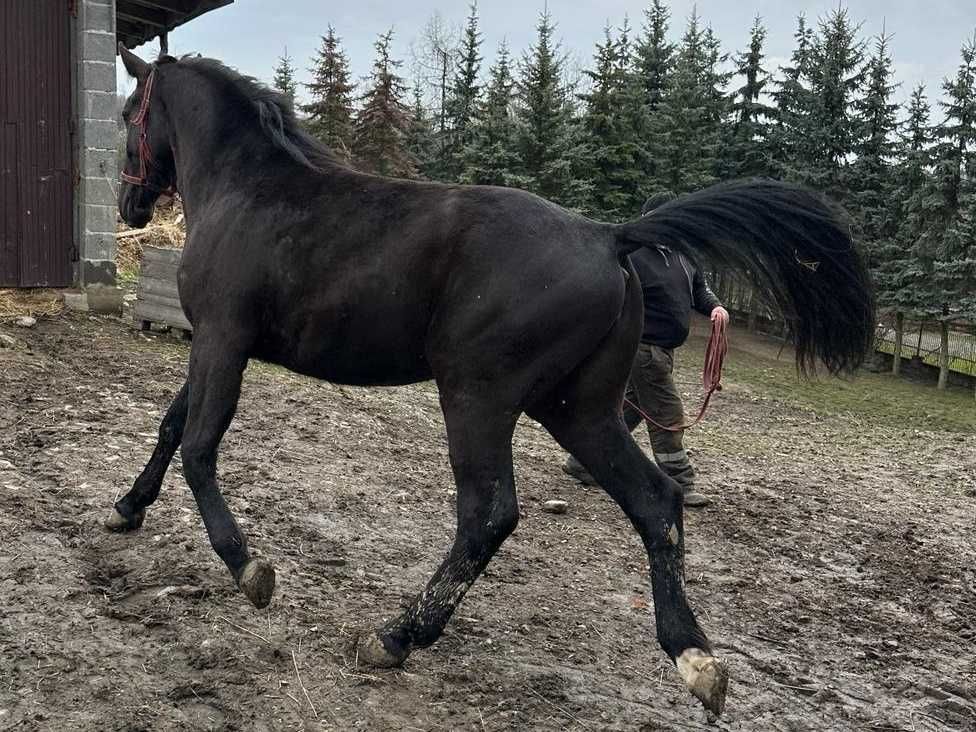 Klacz Śląska 2 lata Wzrost 160 cm Pełne pochodzenie