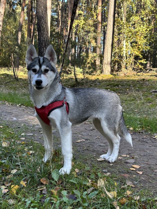 Husky – urocze szczenię z rodowodem, gotowe do odbioru