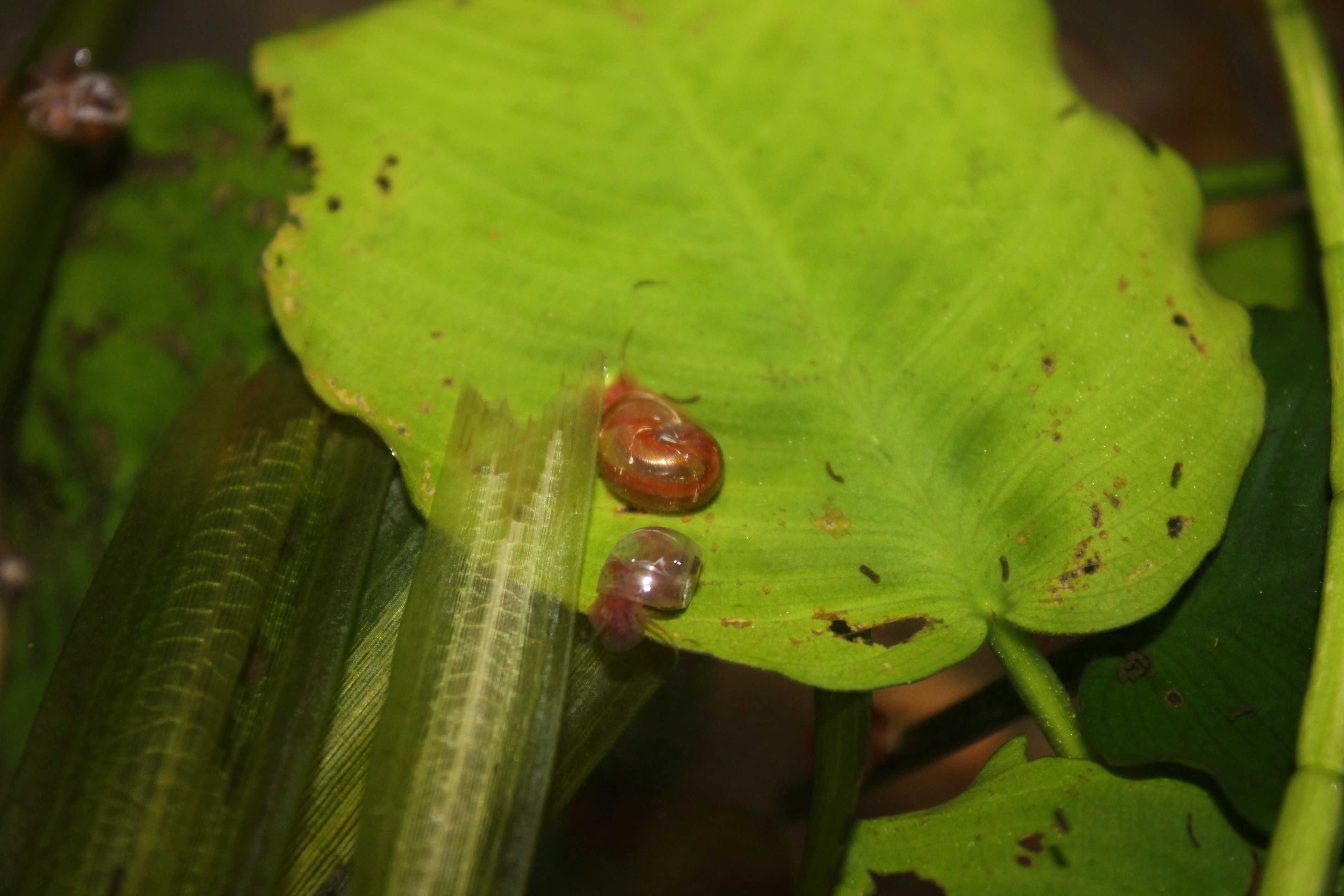 Planorbis Corneus var. castanho (caracóis aquáticos)