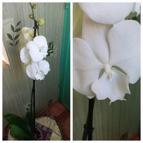 Продам орхидеи красоток