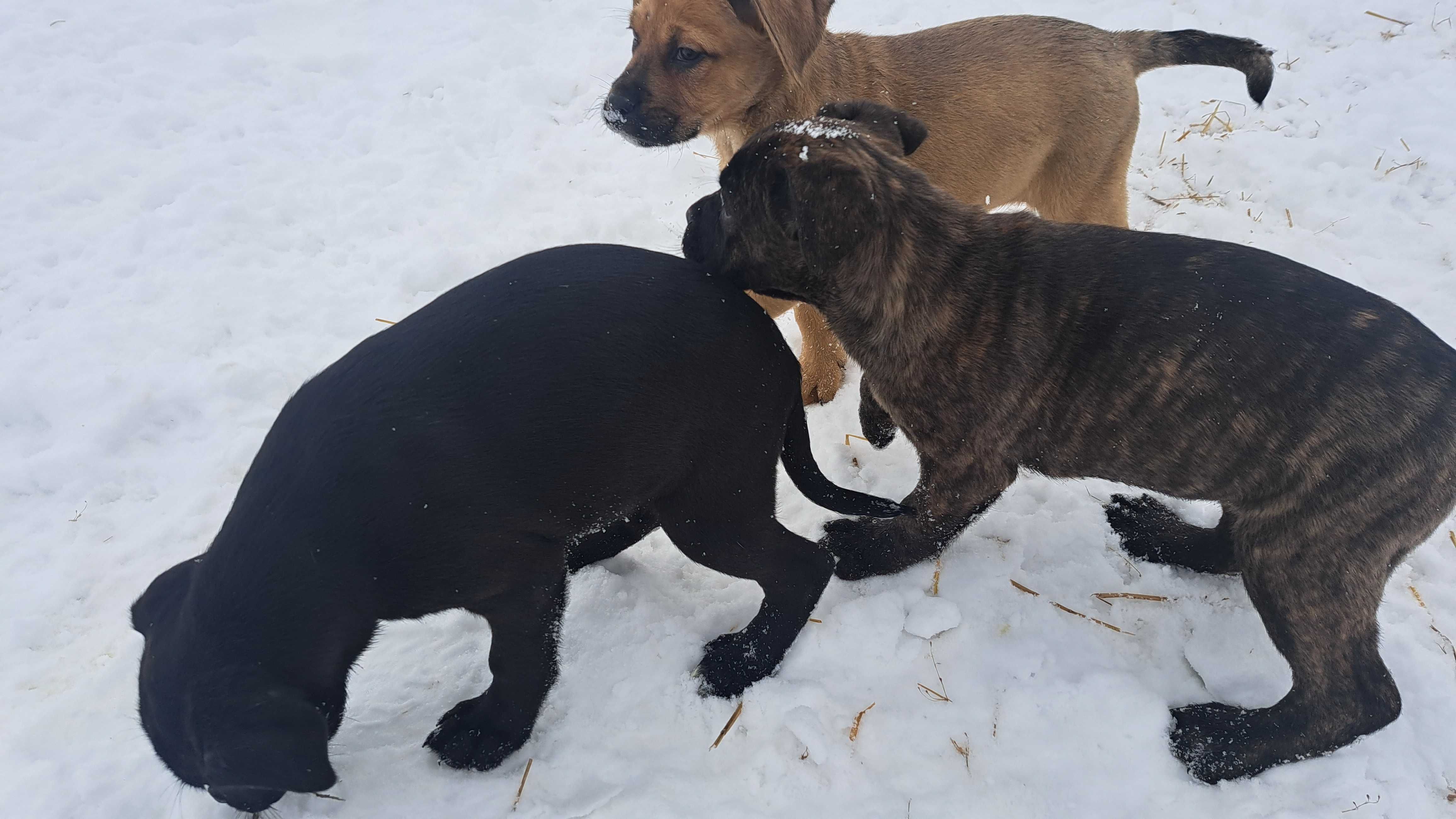 Cane corso suczka!