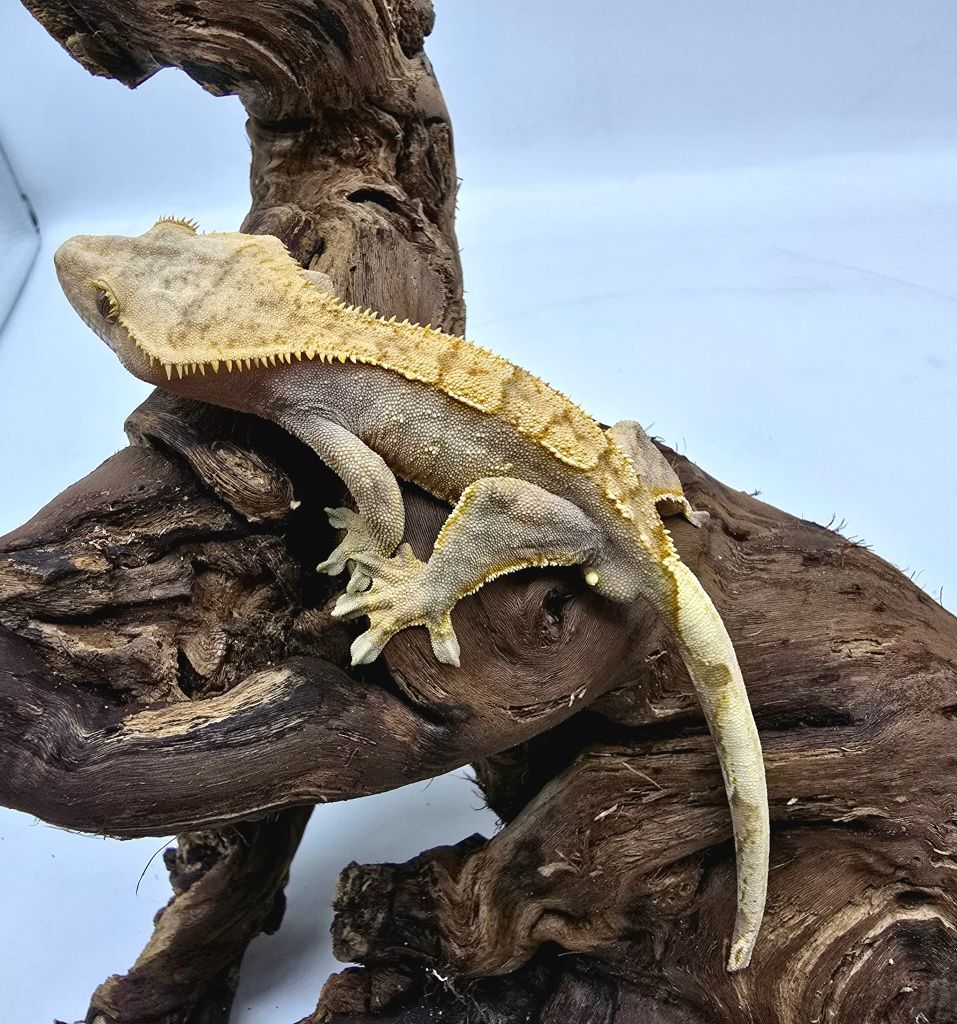 Gekon Orzęsiony - Correlophus ciliatus