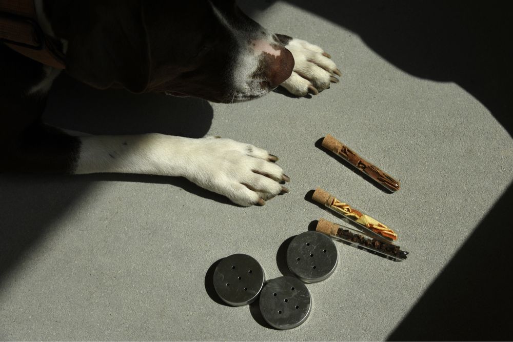 Behawiorysta / trener psów / szkolenie psów /HOTEL dla psów/ nosework