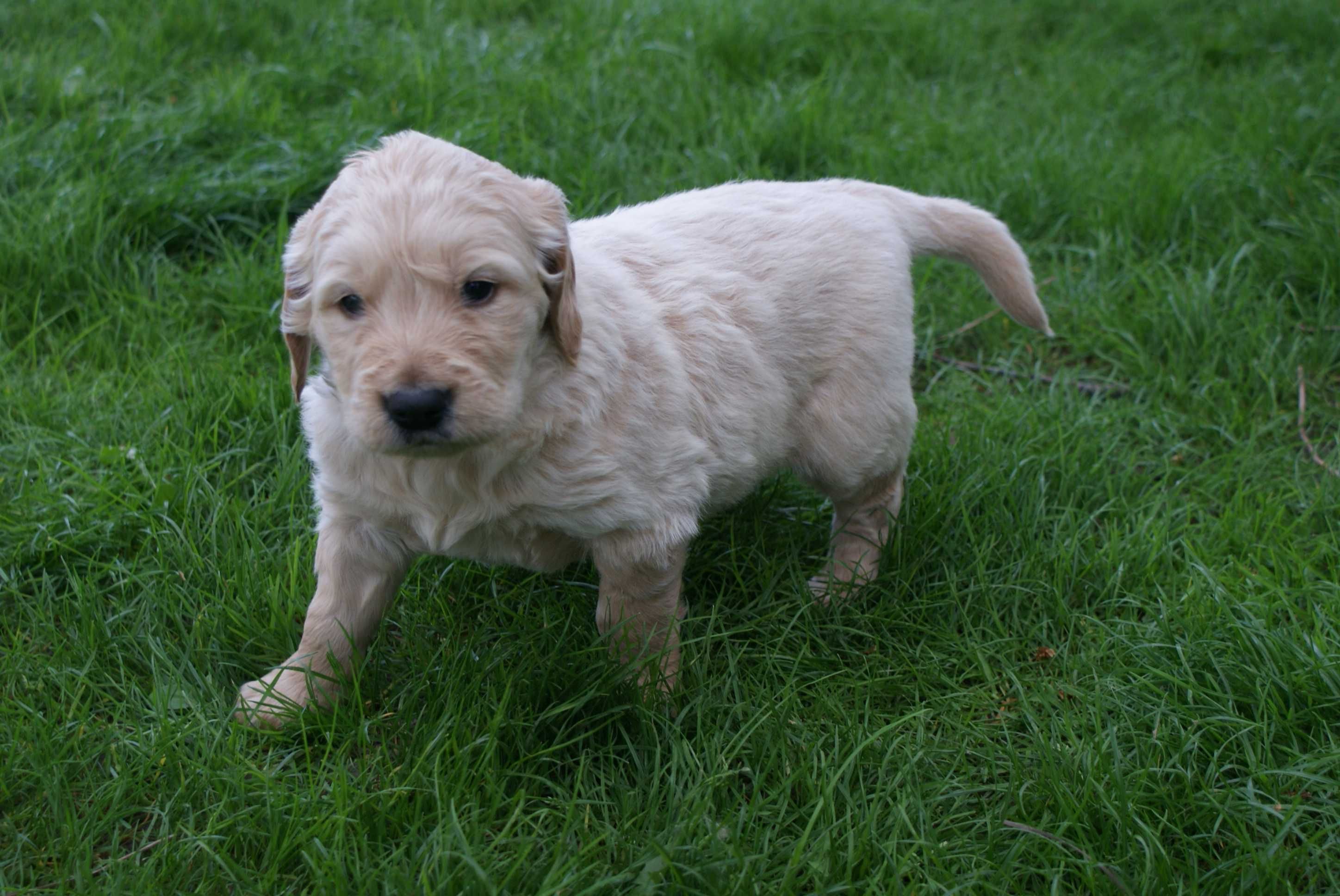 Golden Retriever rodowodowy Piękne złote szczenięta do rezerwacji !!