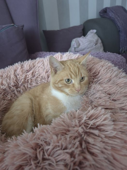 Kotka Celinka  szuka domu