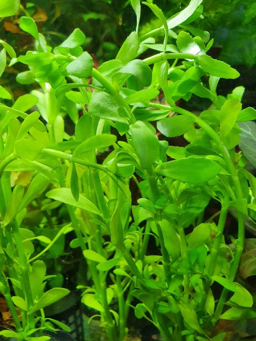 Bacopa Monnieri

Ładna Roślina do Akwarium Koszyczek