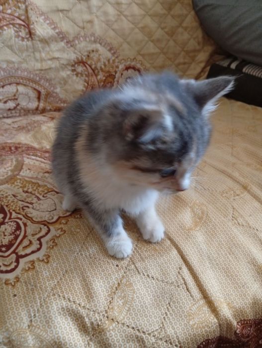 Віддам кошенят в добрі руки