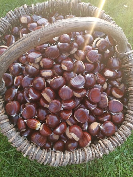 Kasztan 2kg świeży
