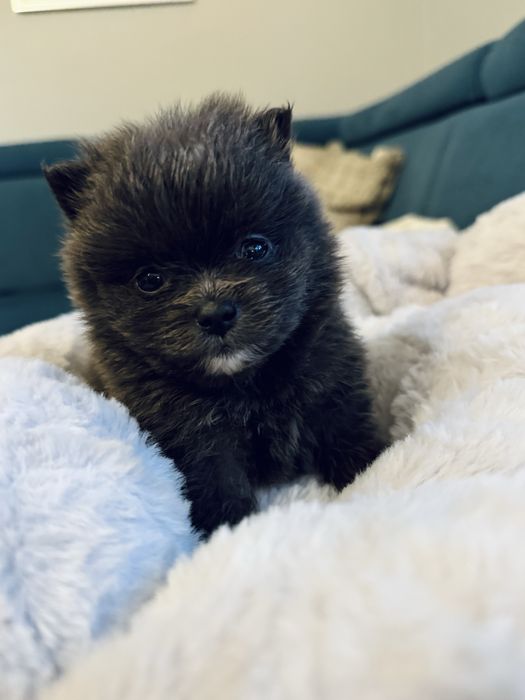 **Silver** Szpic miniaturowy, Pomeranian unikatowa sunia