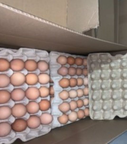Инкубационное яйцо куриное бройлеров, несушек Венгрия, Украина, Чехия