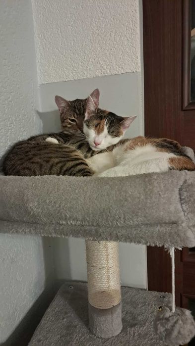 Oddam w dobre ręce kotki