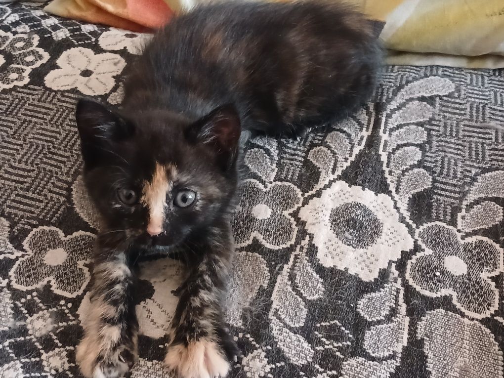 Продам чудесных  котят
