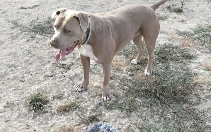 American Staffordshire fêmea