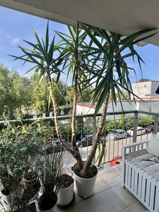 Duza palma juka (yucca) 3m z donicą na kółkach