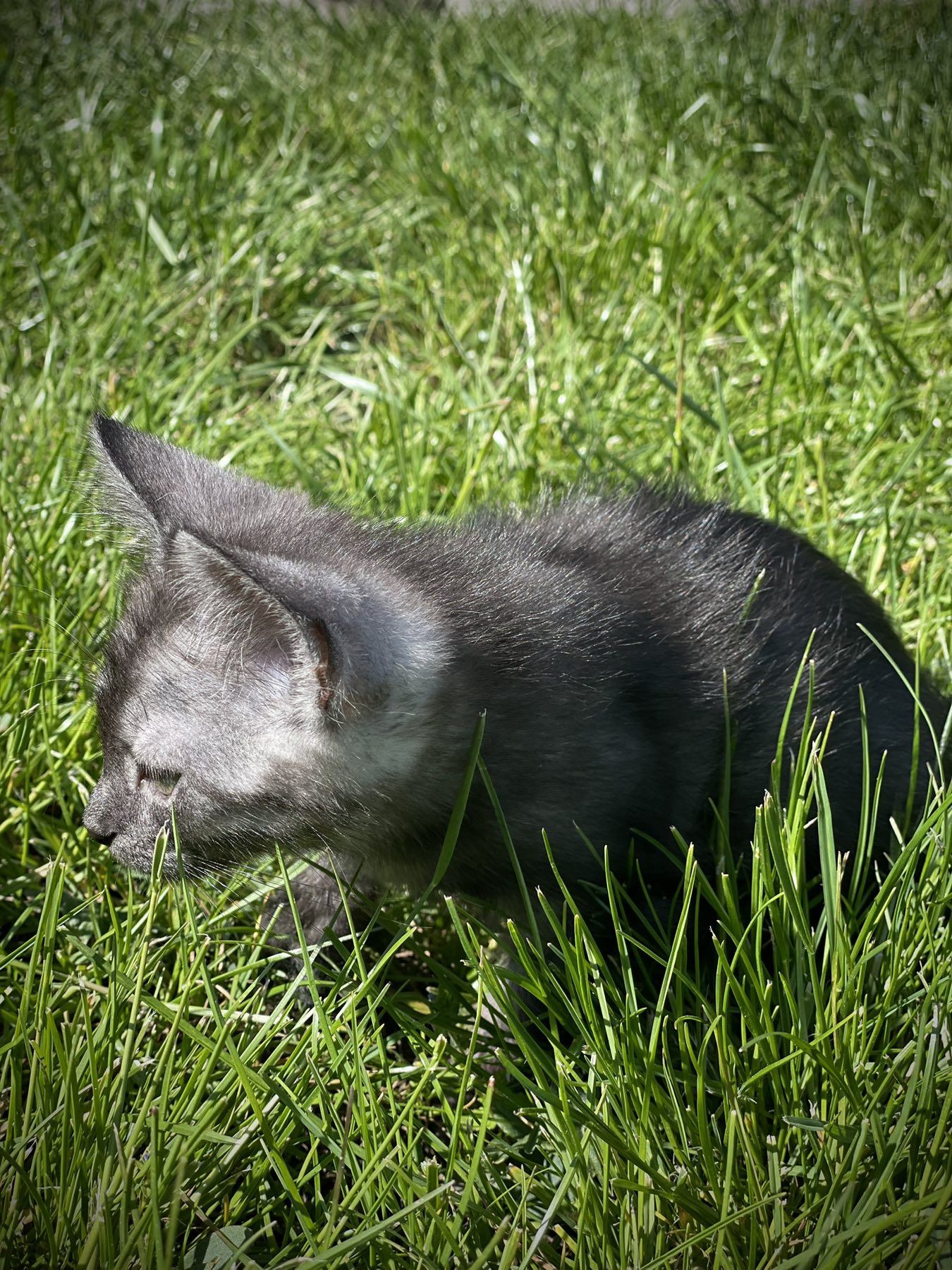 Отдам котят в хорошие руки!