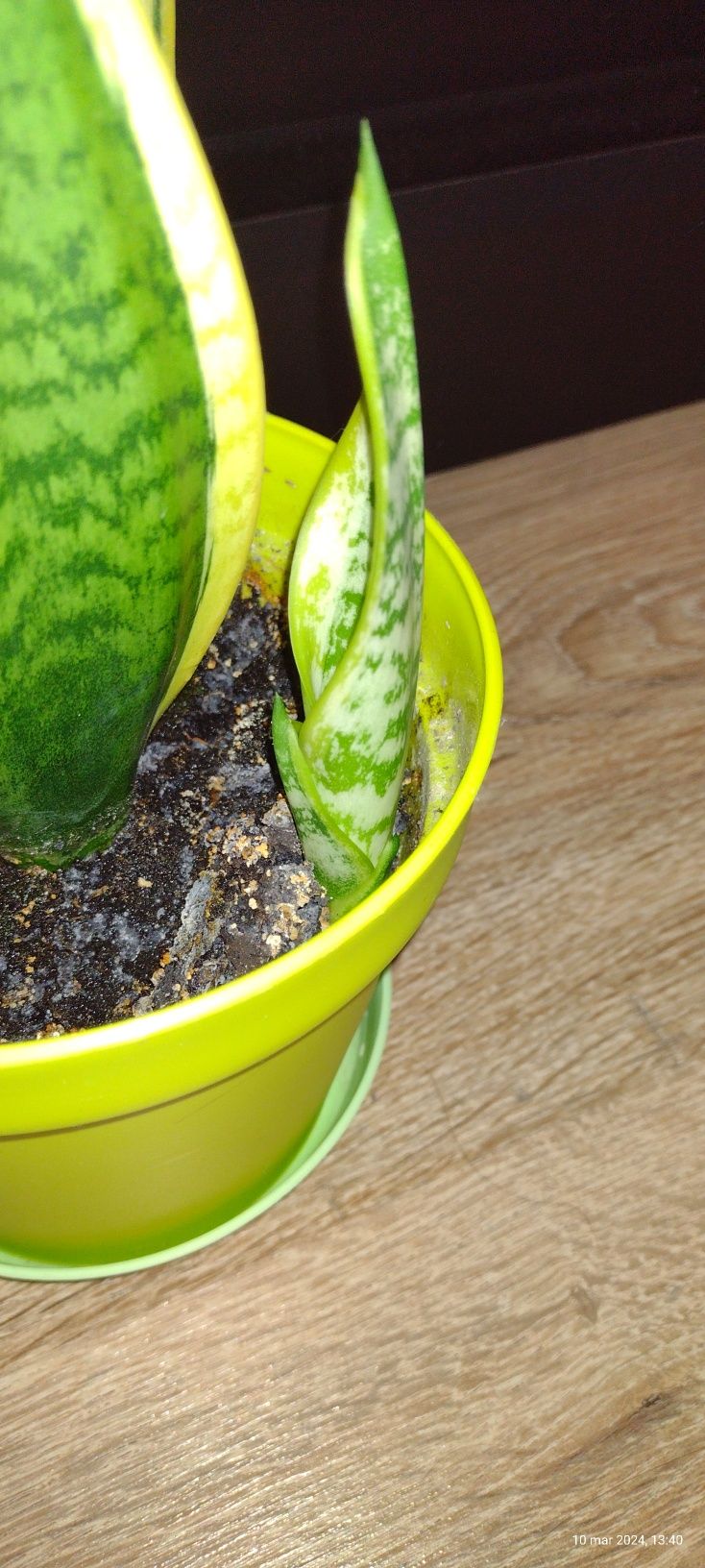 Sanseveria zaszczepki