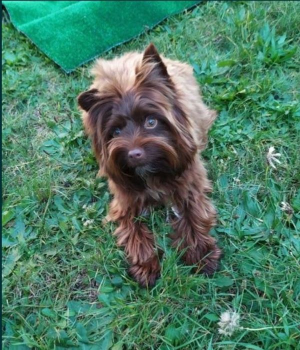 Yorkshire terrier czekolada Zarezerwowany