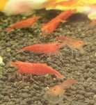 Krewetka Red Cherry