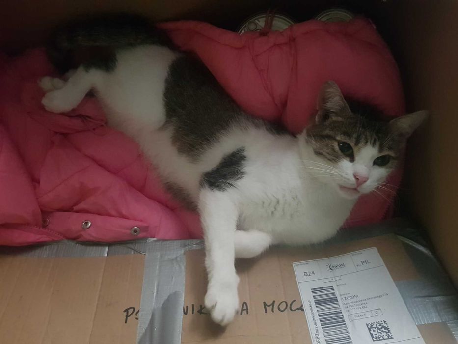 Miluś kocurek do adopcji