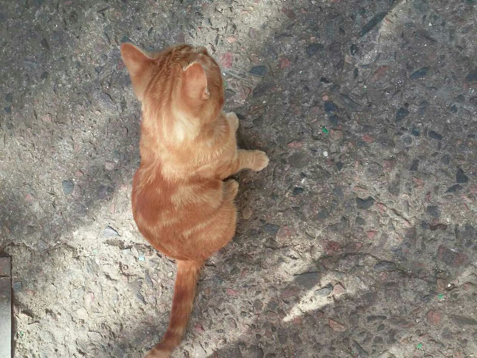 Ярко - рыжий, 1год.