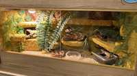 NOWE Terrarium dla gekona węża agamy kameleona żółwia