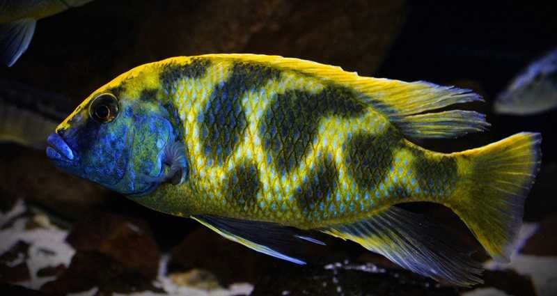 Nimbochromis venustus, Malawi, pyszczaki, wysyłka