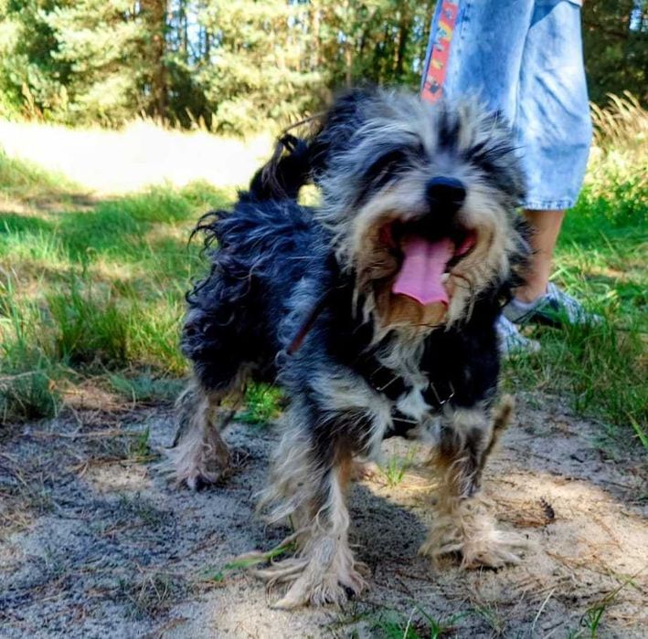 LUCKY malutki kochany kudłatek