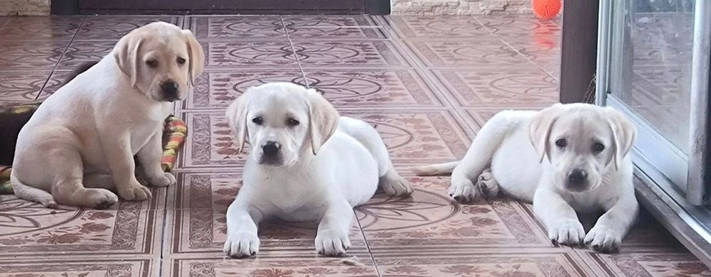 Белый Мишка Лабрадорчики Элитные щенки Питомника есть Шоколад мальчик