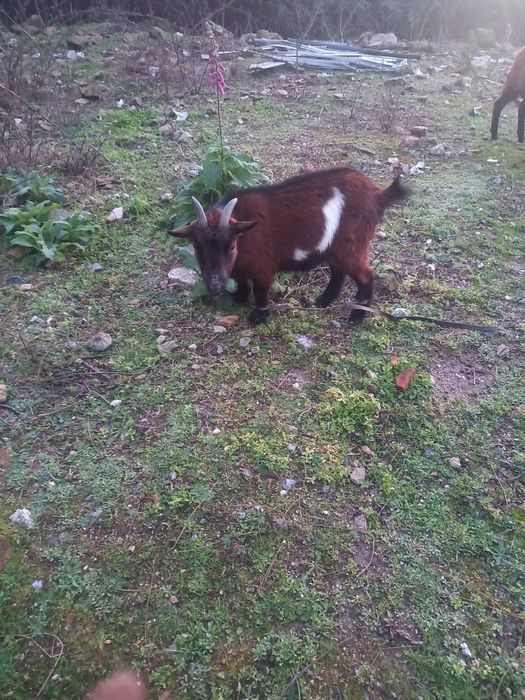 Cabra e duas ovelhas