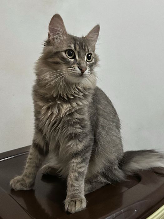 Кошеня Скай шукає новий дім