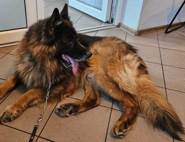 Idealny pies - owczarek do adopcji
