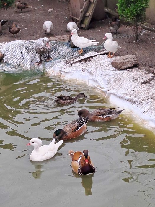 kaczka świstun amerykański 2023