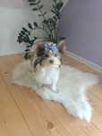 Yorkshire terrier piękny piesek biro biewer