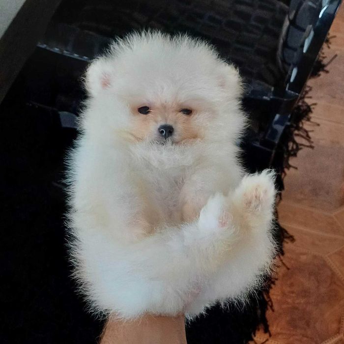 Spitz Alemão Anão/ou Lulu da Pomerânia FEMEA  com   LOP e AFIXO
