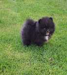 Szpic miniaturowy pomeranian ( piękny malutki czarno biały piesek)