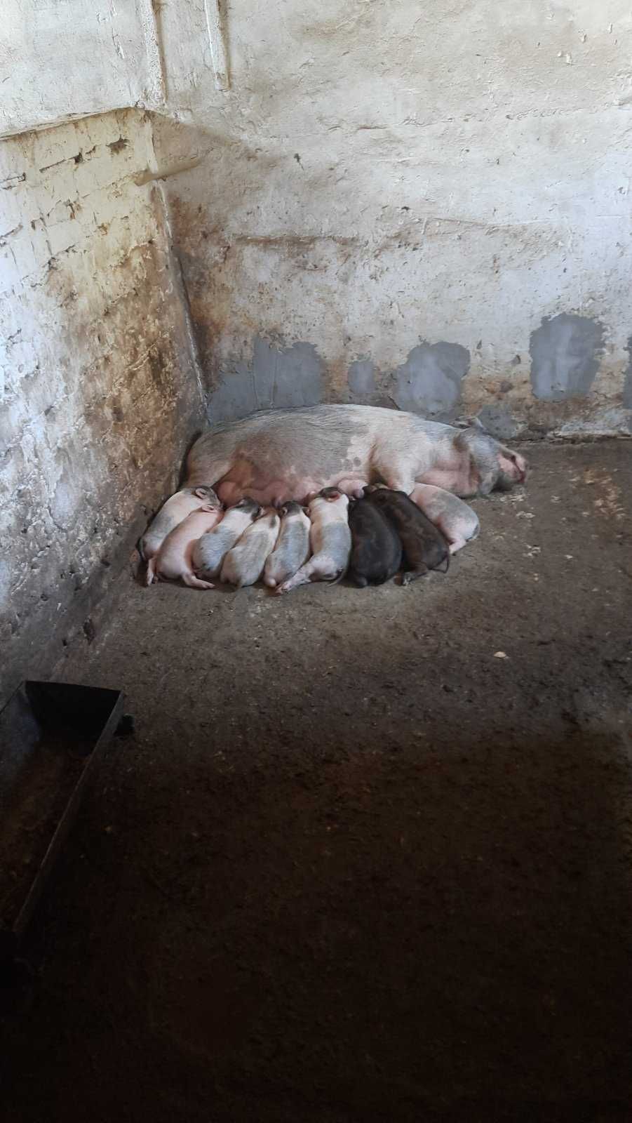 В'єтнамські поросята,  свині