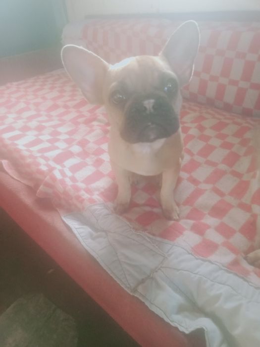 Продам французкие бульдожки. Цена минимальная.