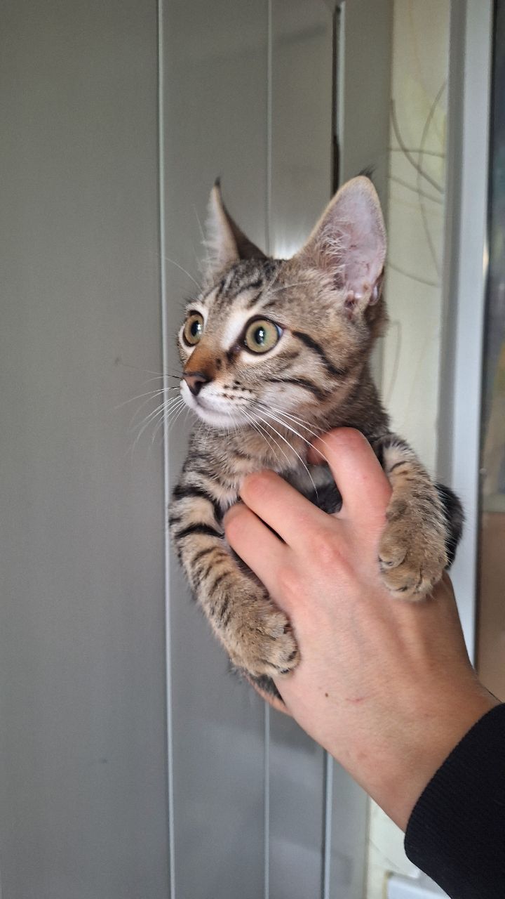 Котенок с кисточками на ушках