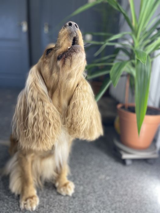 Грумінг салон на лівобережній