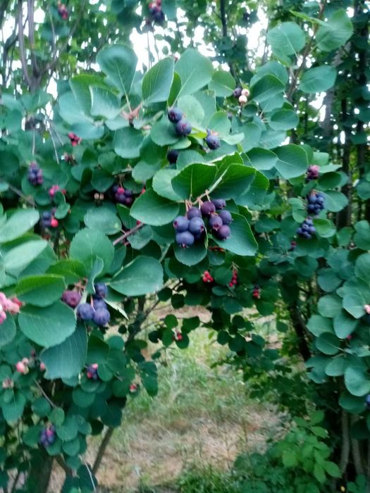 100 % soki naturalne bez cukru malinowy jabłkowo-malinowy truskawkowy