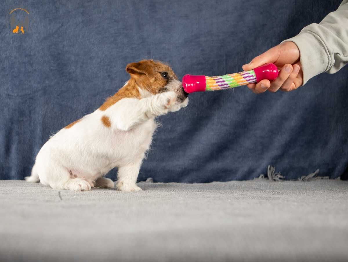 Jack Russell Terrier ZKwP FCI piesek w.szorstki