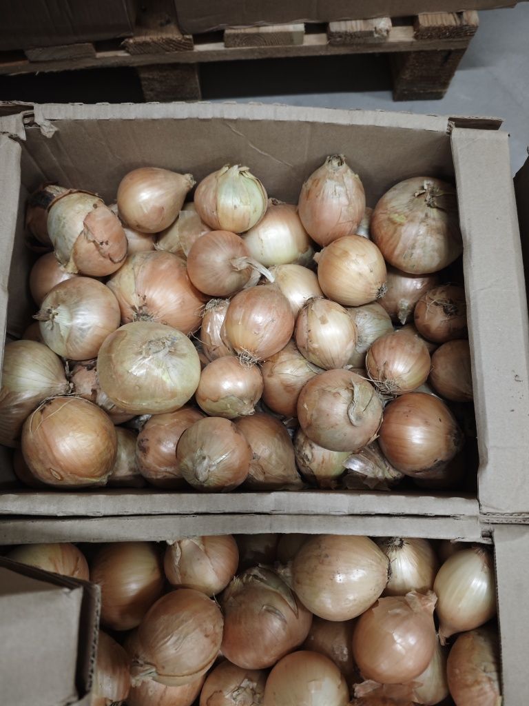 Cebula jest głową wszystkiego, ponieważ pomaga eliminować choroby